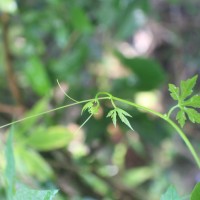 Diplocyclos palmatus (L.) C.Jeffrey